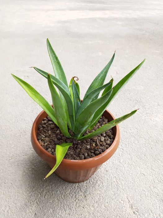 Agava (lotincha: Agave)