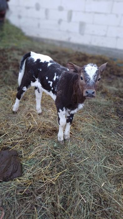 Vaca și vitea de vanzare