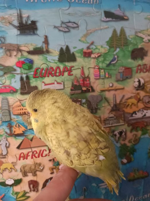 Vând peruș pui și 2 maturi.