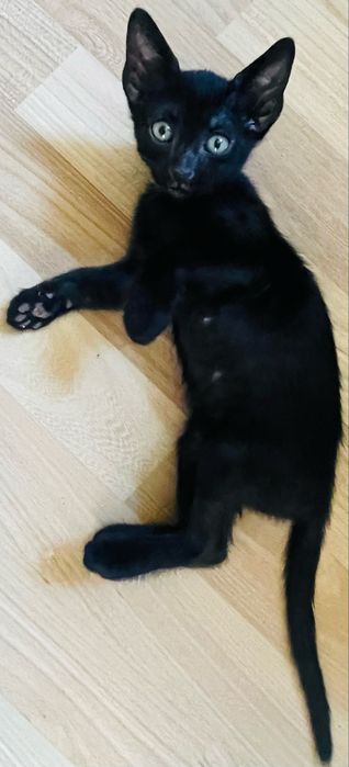 Donez motanel negru de 4 luni