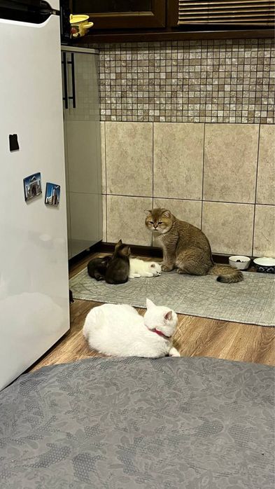 Кот доступен для вязки, порода: Золотая шиншила