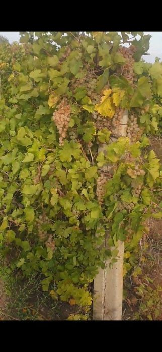 „Începând cu data de 05.09.2026 începem culesul și livrarea strugurilor de vin direct din viile noastre.”