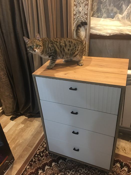 Мебелшик   Мебелчи уста Mebel ustasi malakali.