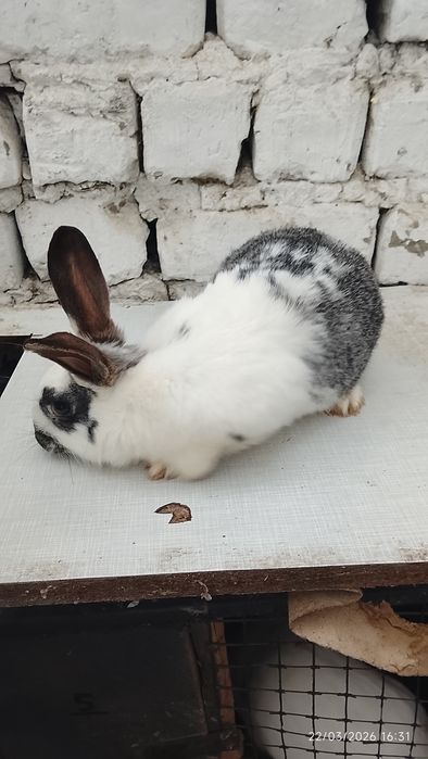 Quyonlar sotiladi 4 ta