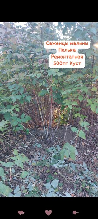 Продам саженцы малины