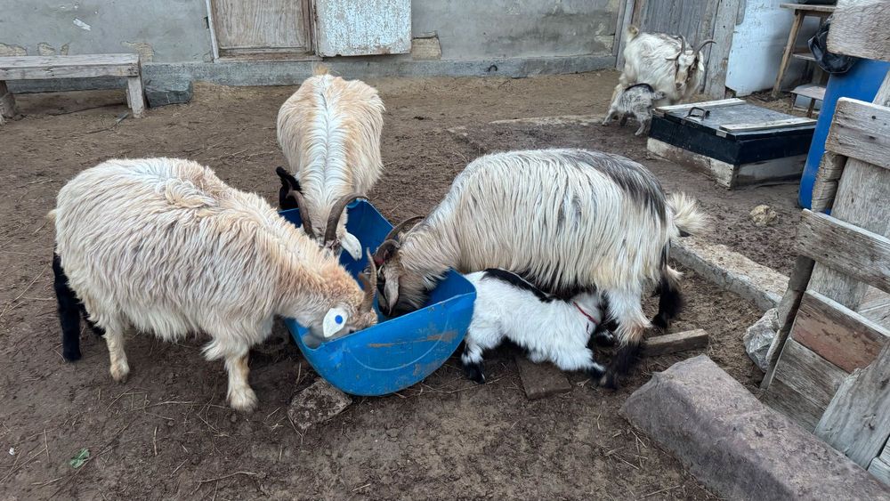 Ешкі лағымен сатылады