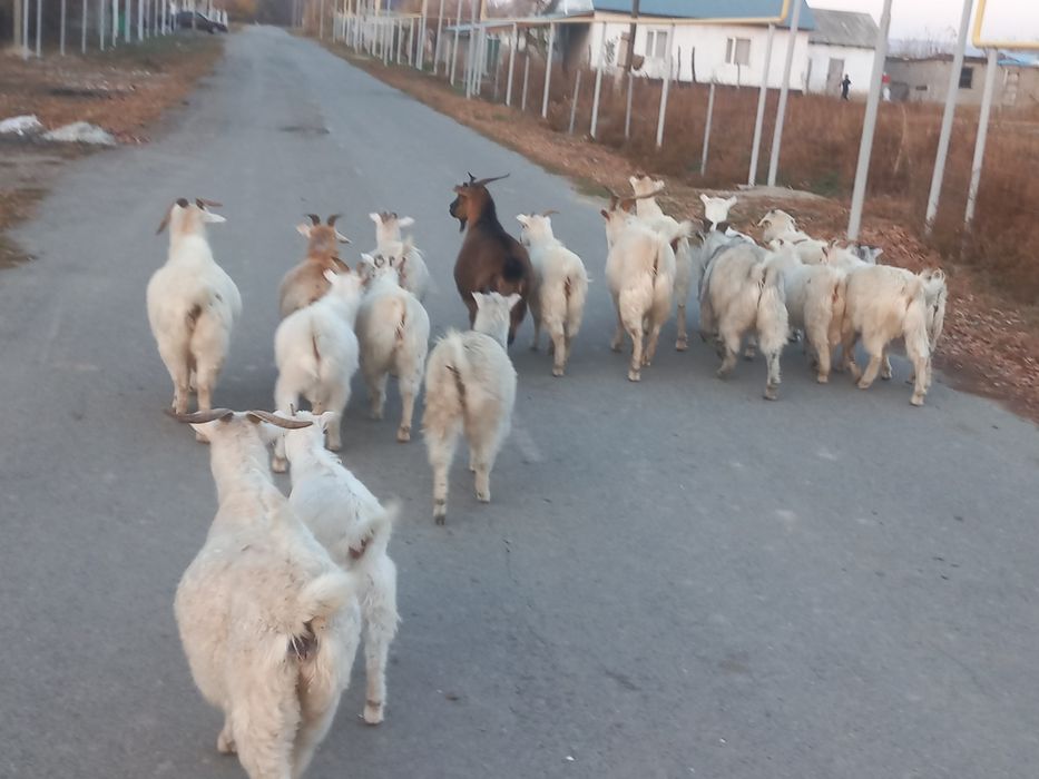 Буаз ешкілер лақтар сатылады