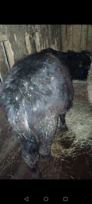 2 viței și o junincă