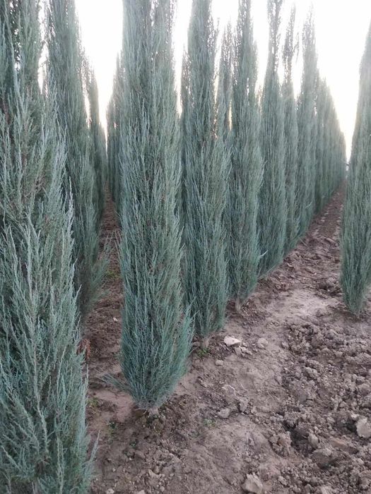 Газон Газон Газон