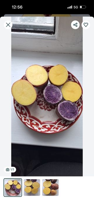 Продаю семена сорт Гала, 3 репродукции и домашний картофель