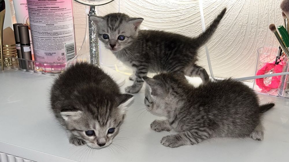 котята котята котята
