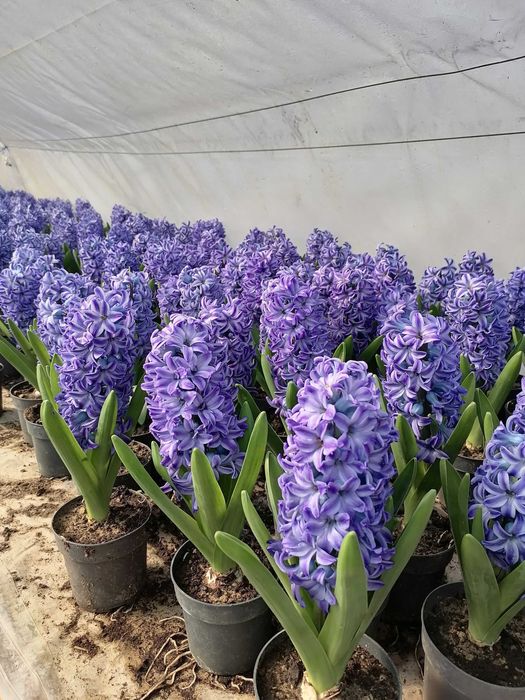 Zambile lalele primule narcise flori