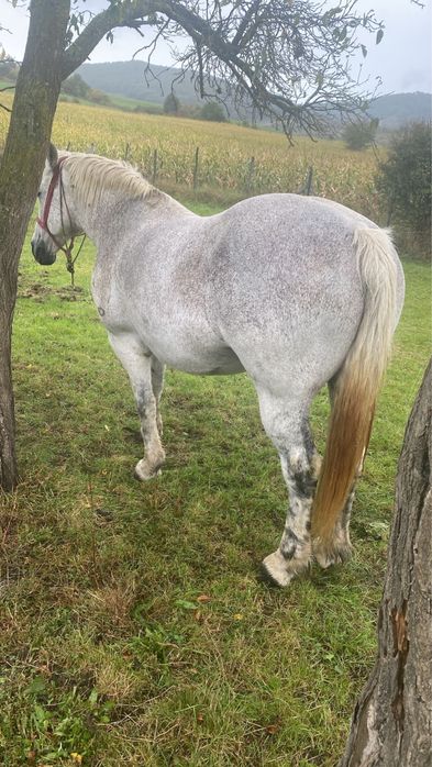 Vând iapă de 10 ani