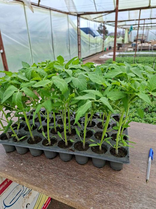 ТОП РАЗСАД НА ТОП ЦЕНА!!!