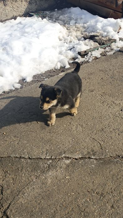 Не Проходите мимо. Отдам в добрые руки