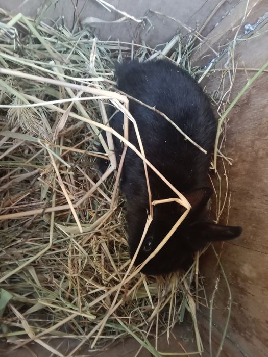 Продам декоративных кроликов