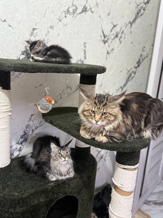 Элитные котята Maine Coon от чистокровных родителей