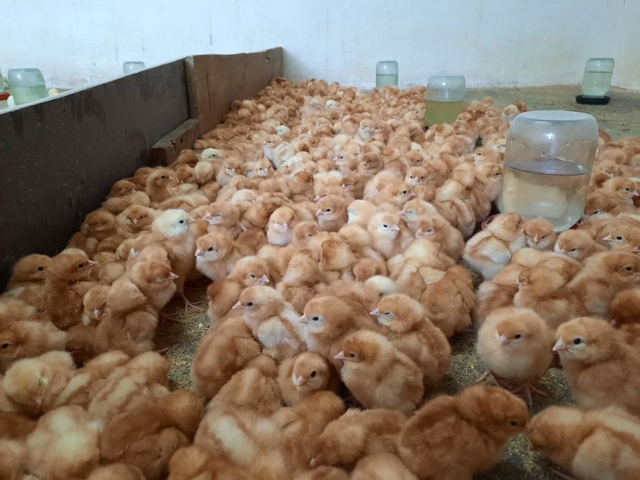 Есть цыплята ломан браун