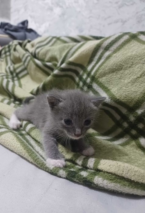 Отдам котят в хорошие руки