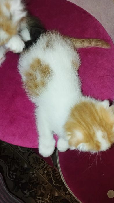 Сотаман мушукчалани