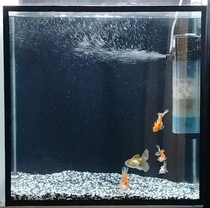 Akvarium Baliqlari bilan Sotiladi SHu Holatda