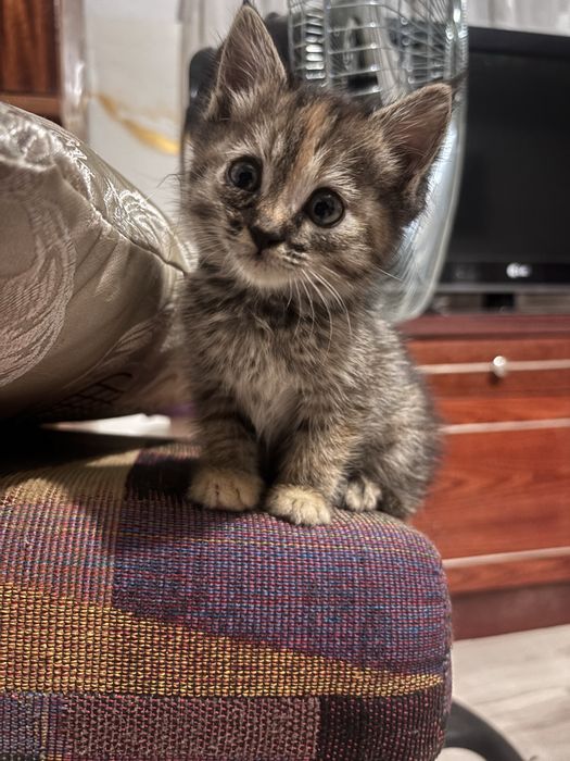Отдаю котят в добрые руки