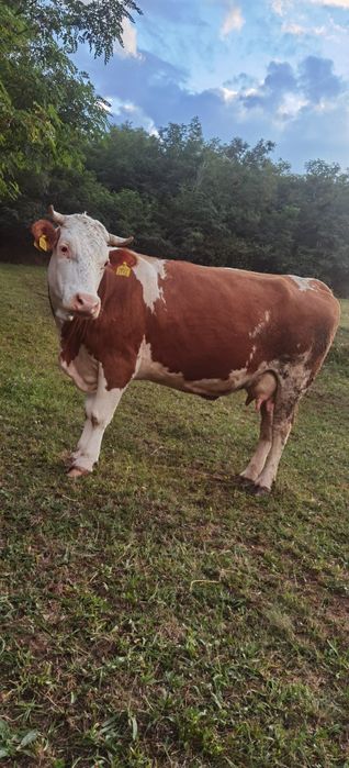 Vaca bălțat românească