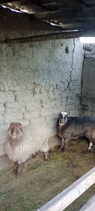 Семиз койлар бар