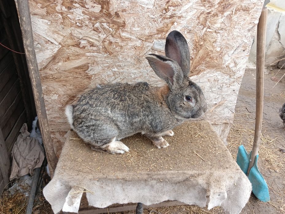 De vânzare iepuroi de uriaș german și iepuroca metis de fluturele