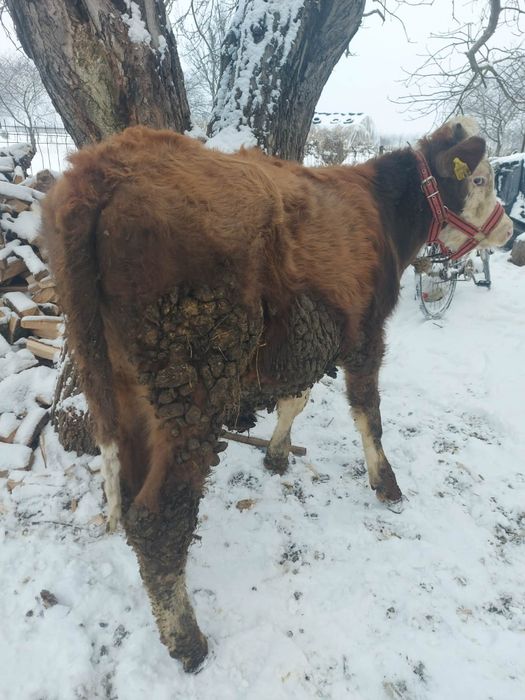 Vând  tauras baltat