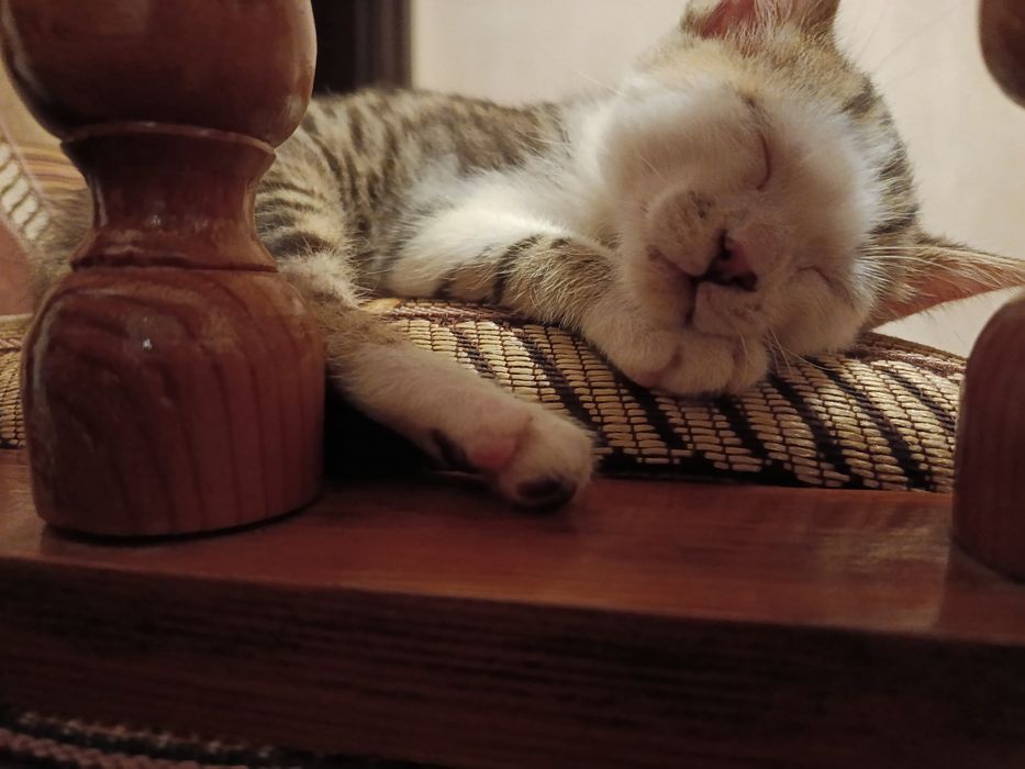 Котенок в добрые руки