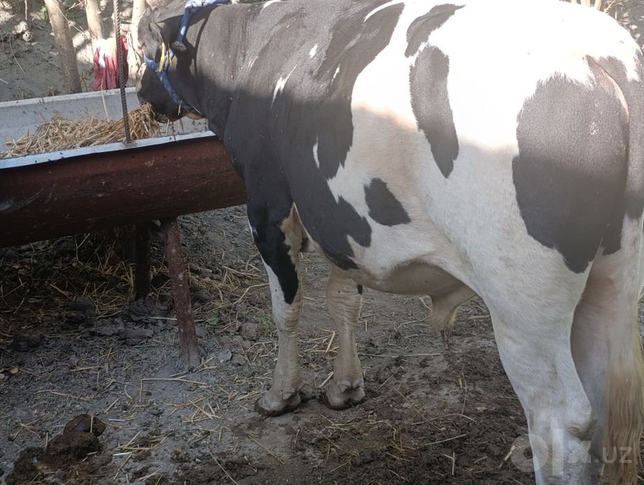 Gibrid buqa sotiladi