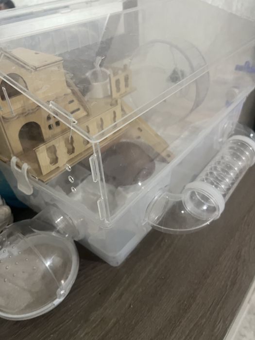 Хомяк ручной домашний