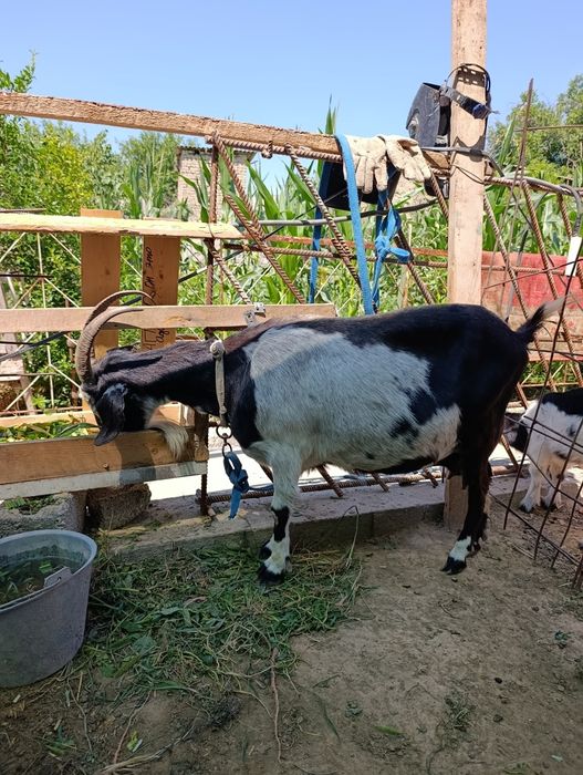 Продаётся коза с маленьким козлёнком в скобках козлёнок девочка