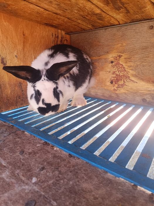 Два мъжки заека. Мелези на 3 месеца и половина.