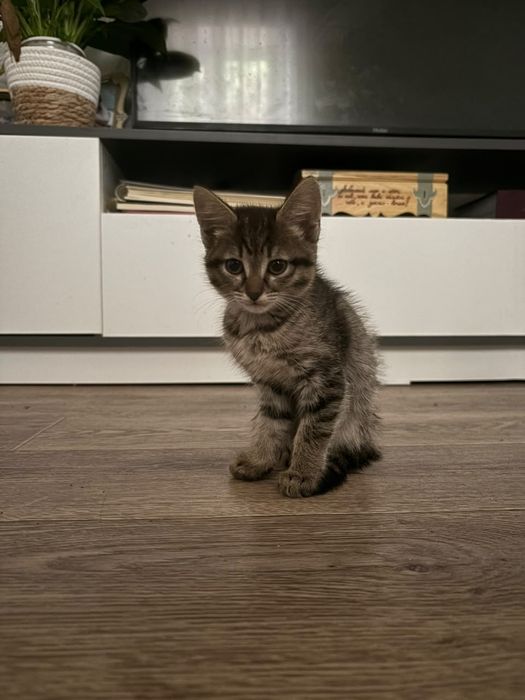 Отдам котят в хорошие руки