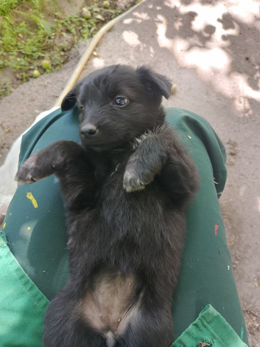 Отдам щенков 3месяца