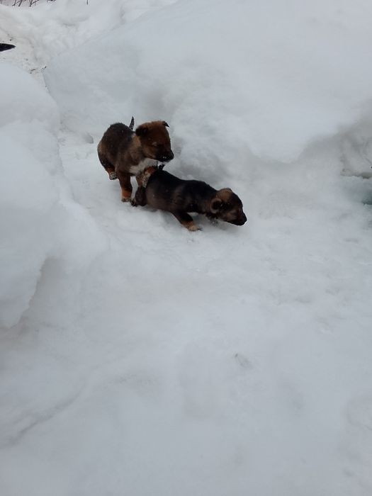 Отдам щенков бесплатно!