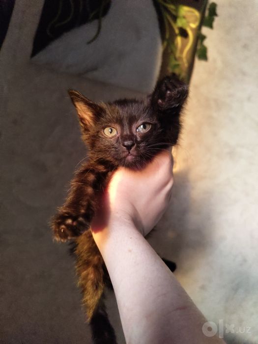 Котенок Бесплатно в добрые руки
