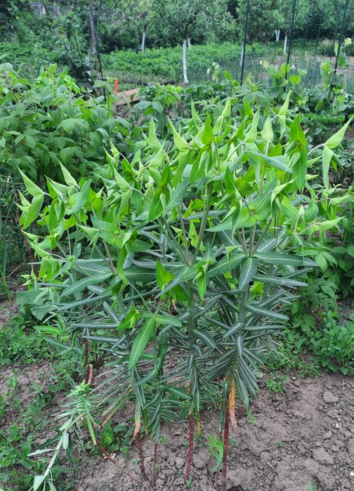 Planta anticartita,  Euphorbia  Lathyris. 10 bucăți