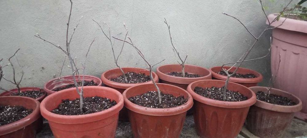 Саженцы Красноярской Ирги