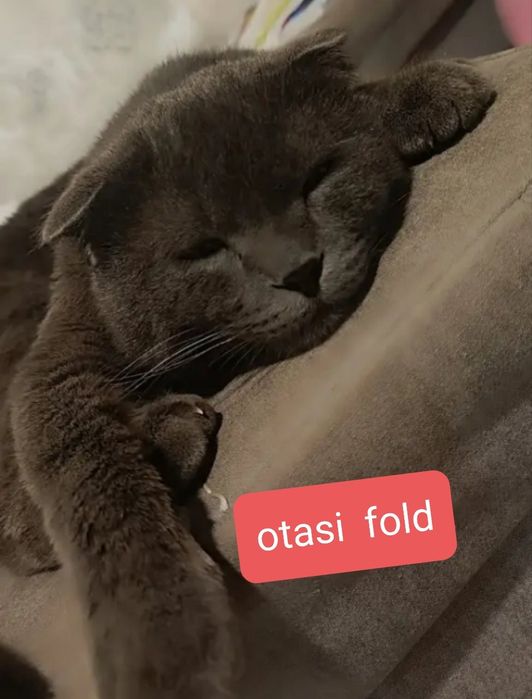 Scotish strayt zotli seriy mushuk