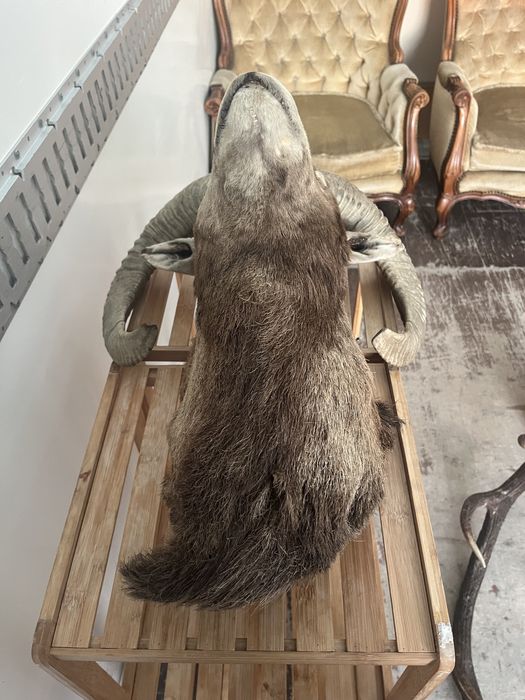 Глава трофей от муфлон