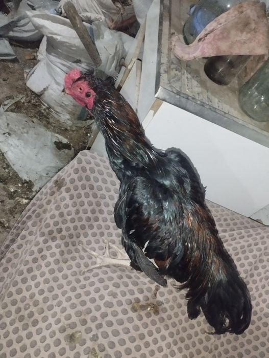 Дакан турецкий хинт порода