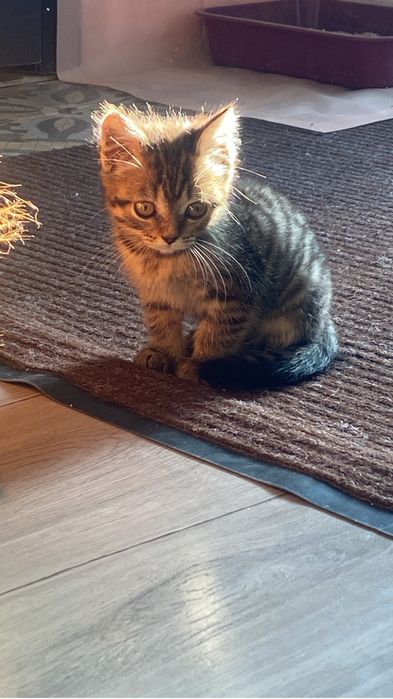 Отдам котят в добрые руки