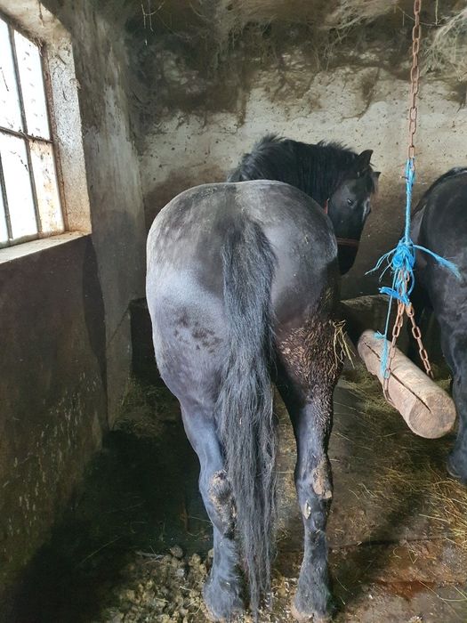 Iapa tractiune, semigrea si gaste