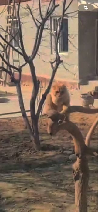 Skotch Fold sotiladi