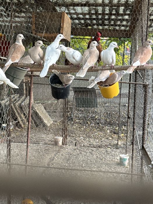 Turturele de vanzare