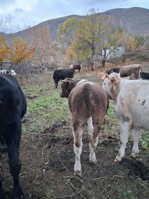 Продам СоГым.