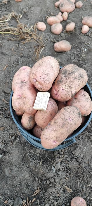 Продам картофель
